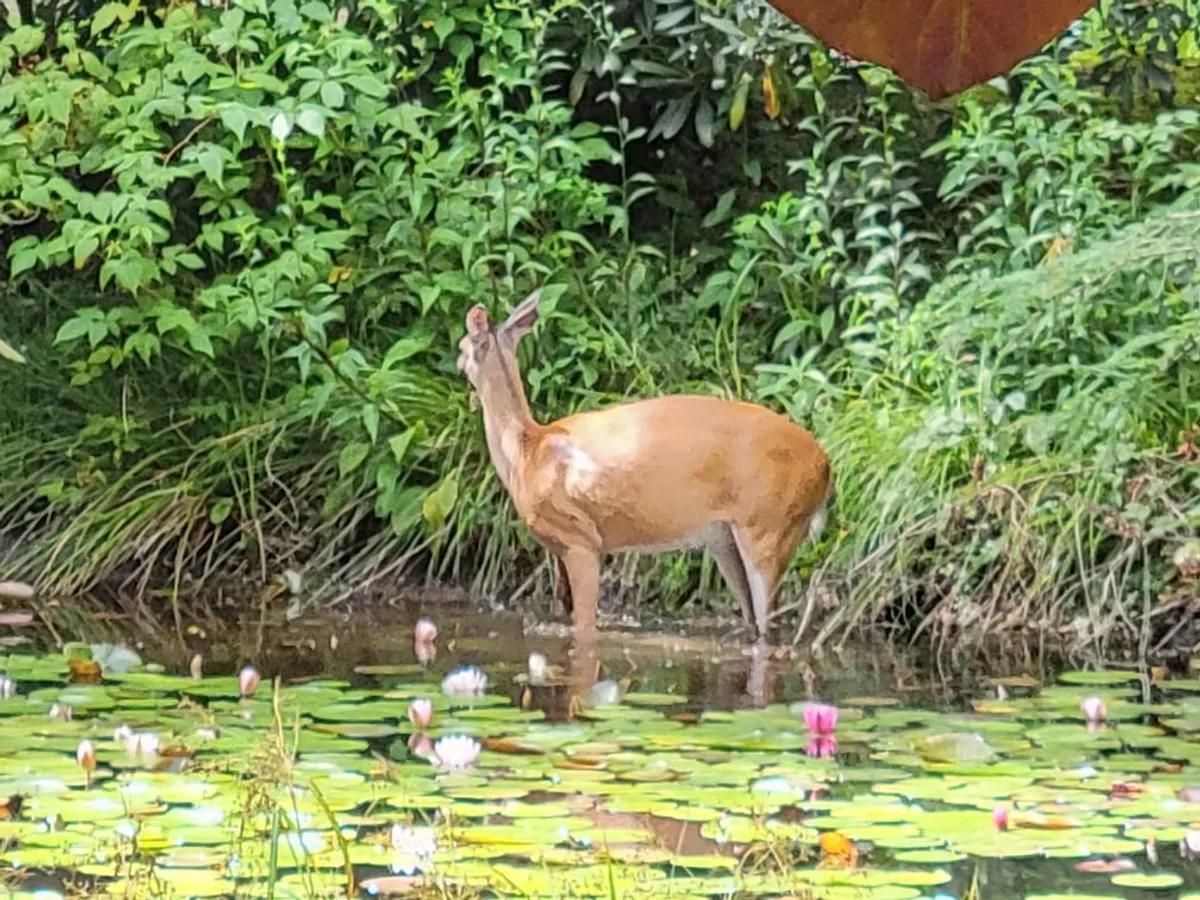 An inviting scene of a deer wandering along the pond's edge, surrounded by vibrant water lilies and thick, lush greenery. The composition highlights the easy access to nature and the calm atmosphere enveloping the property.