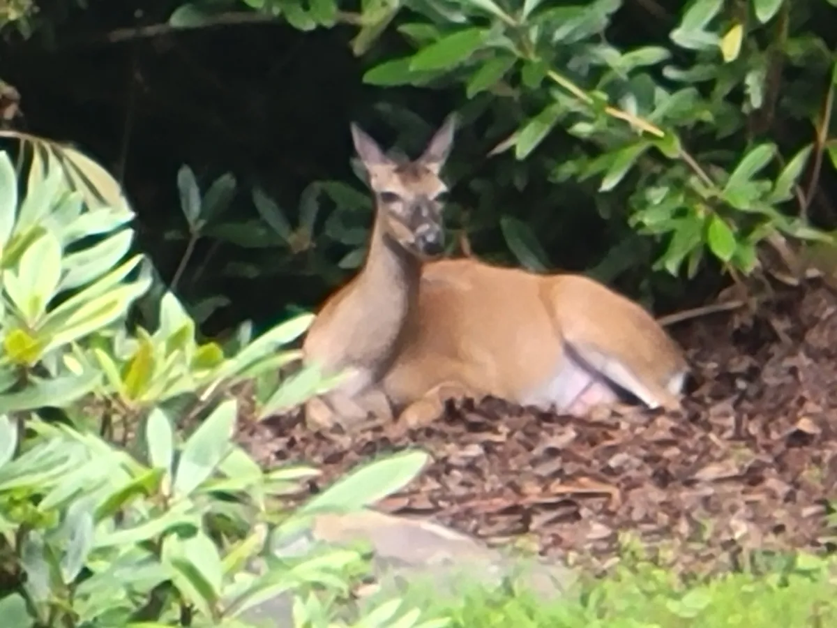 A peaceful scene featuring a deer resting quietly amidst lush green foliage and a mulch bed, capturing the serenity and abundance of local wildlife surrounding Baby Bear's Den. The soft natural light and gentle colors evoke a sense of stillness and immersion in nature.